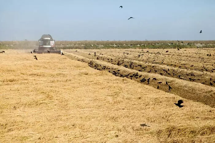 Картинка 2 для статьи «рисоводство: Дагестанский рис»