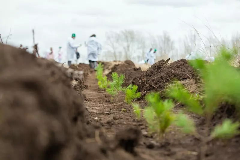 Лес наше богатство СИБУР оценит