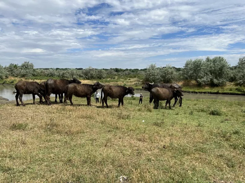 Буйволиные фермы в России