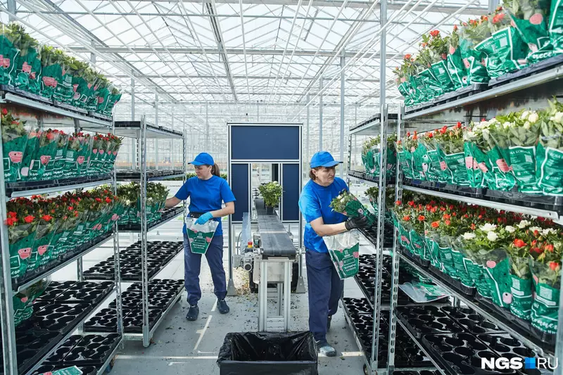 Картинка #5 для публикации «импортозамещение: Под Новосибирском открыли роботизированный комплекс по выращиванию роз»