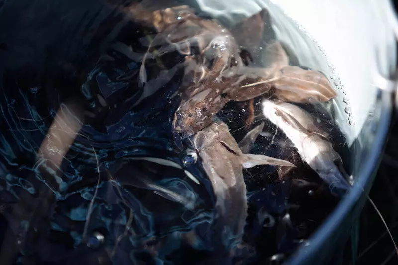 Иллюстрация №2 для публикации «Рыбоводство: Газпром нефть восполняет популяцию краснокнижного осетра в реках Западной Сибири»