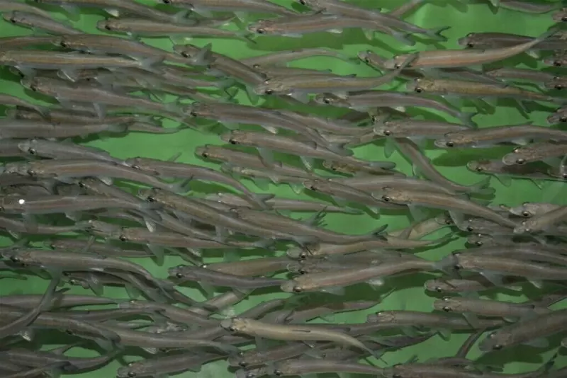 Пополнение рек Сибири и Таймыра