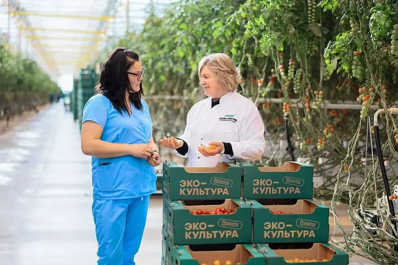 В Московской области запущена первая очередь крупного тепличного комплекса