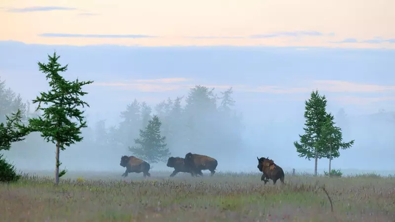 Иллюстрация 93 для публикации «Ямальский меридиан 14»