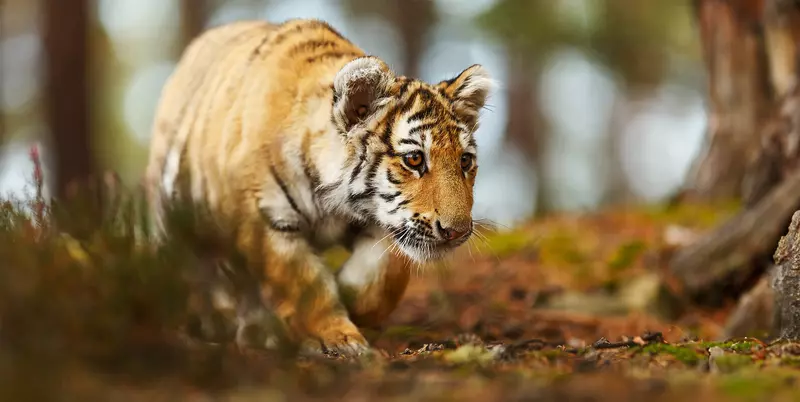 В России выросла численность амурских тигров