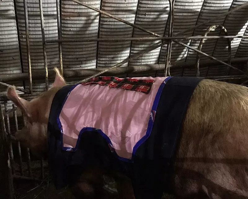 №2 для публикации «Якутия: В якутском селе Табага открылся новый свиноводческий комплекс»