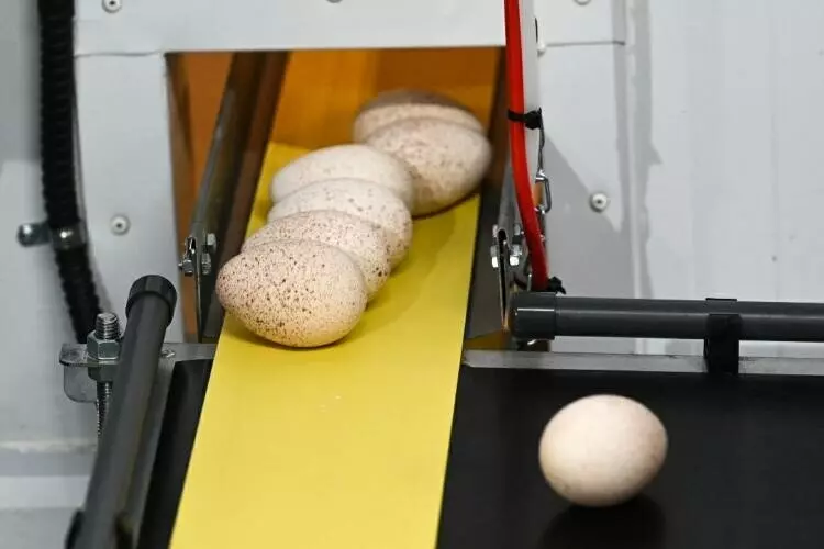 4 для новости «В Тюменской области запустили блок родительского стада племенного репродуктора индейки»