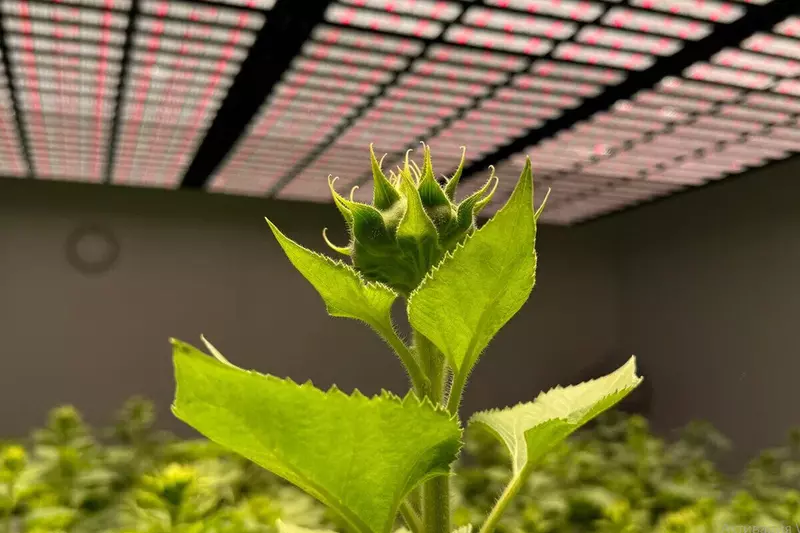 Фото #3 для «изобретения: В Курчатовском геномном центре разработали установку для ускоренного развития растений»