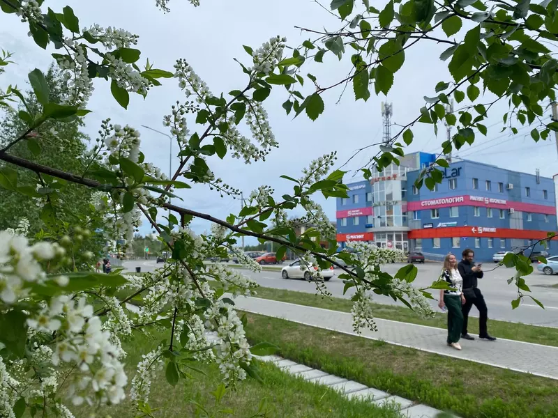 Губкинский