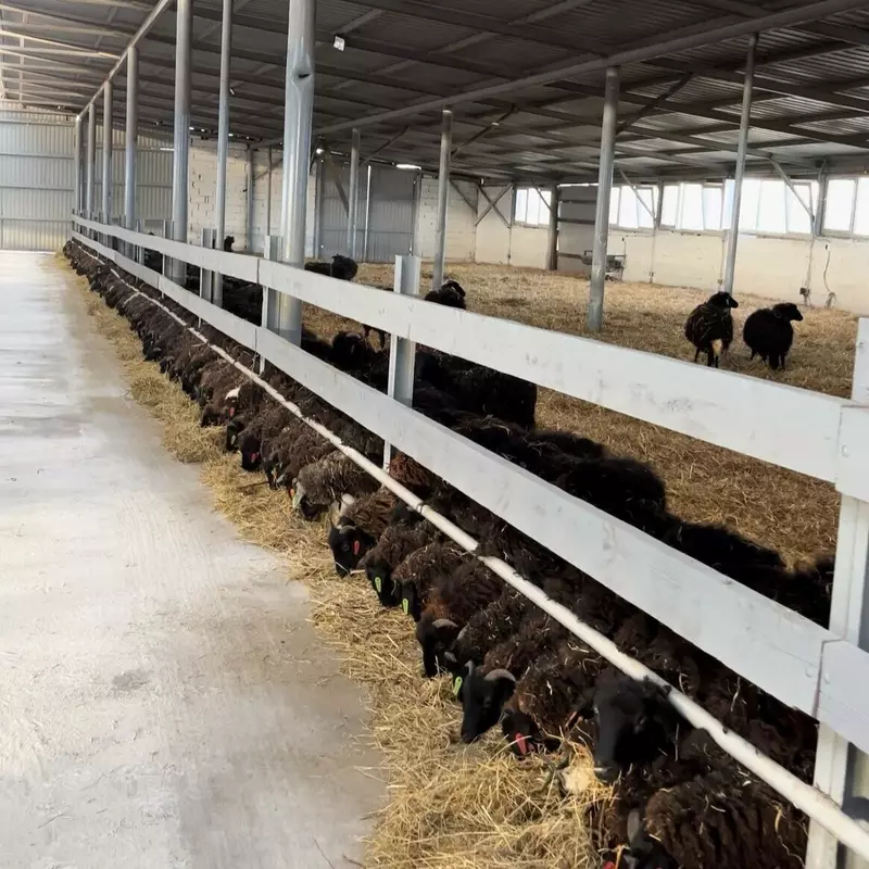 В Карачаево Черкесии открыли крупнейшую в СКФО площадку откорма овец