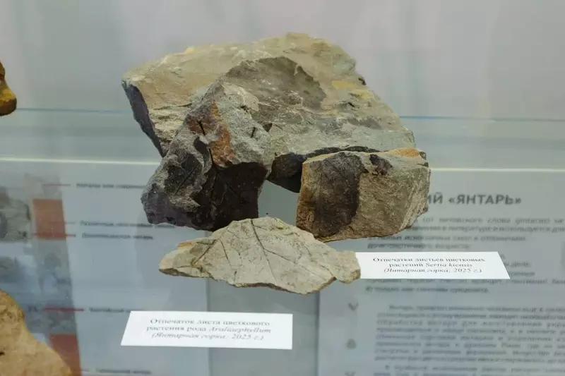 №3 для поста «динозавры: В Кузбассе обнаружили уникальный янтарь возрастом более 100 млн лет»