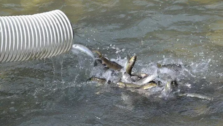 РусГидро выпустило в реки Кабардино Балкарии более 100 тысяч мальков каспийского лосося