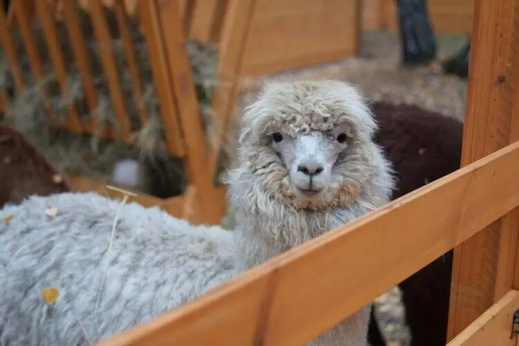 66 для «Благоустройство сибирских городов часть 6»