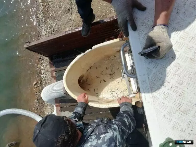 Реки Приморья пополнились молодью кеты