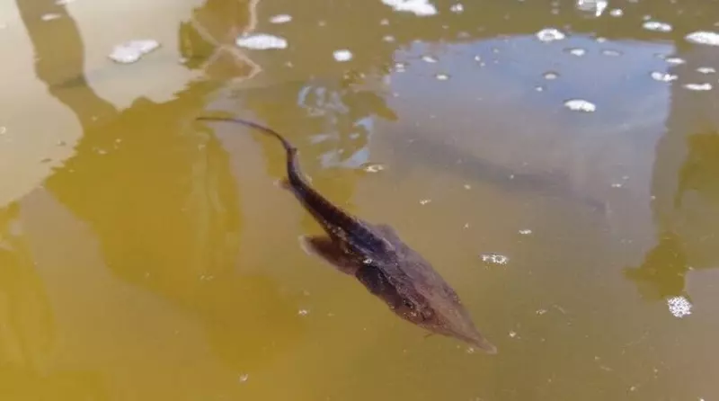 В Иртыш выпустили более миллиона мальков сибирского осетра