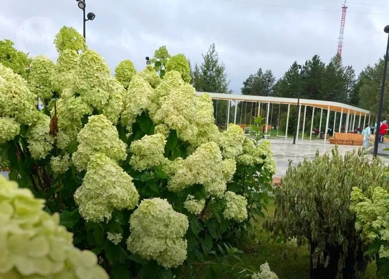 Иллюстрация 46 для публикации «Как меняется Ямал Ноябрьск часть 3»