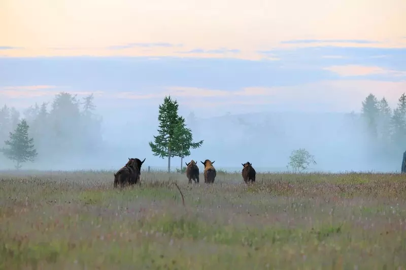 Иллюстрация 92 для «Ямальский меридиан 14»