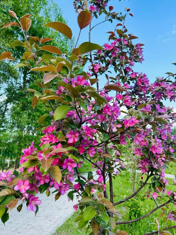 Фото №12 для поста «Ямал встречает юбилеи опорных городов»