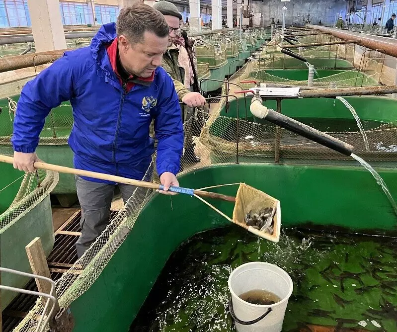 Фото №2 для новости «Рыбоводство: В 2023 году в Онегу выпущено рекордное количество молоди лососевых»