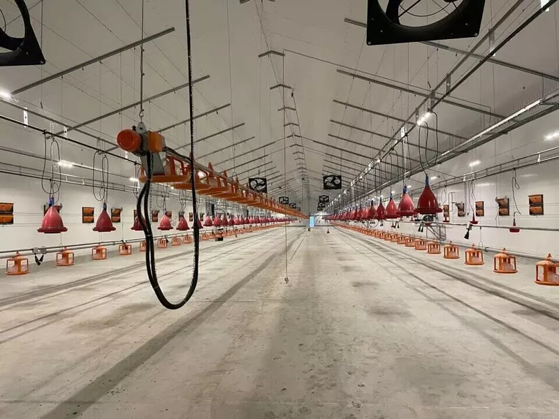 Иллюстрация №4 для новости «сельское хозяйство: В Тюменской области запущен племенной репродуктор индейки»