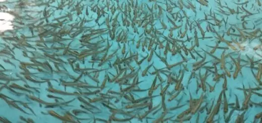 Предприятия Магаданской области пополнили рыбные запасы в целях компенсации ущерба в 2023 году