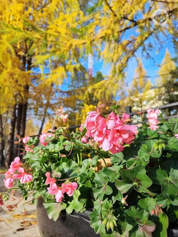 Иллюстрация 66 для поста «Ямальский меридиан 16»