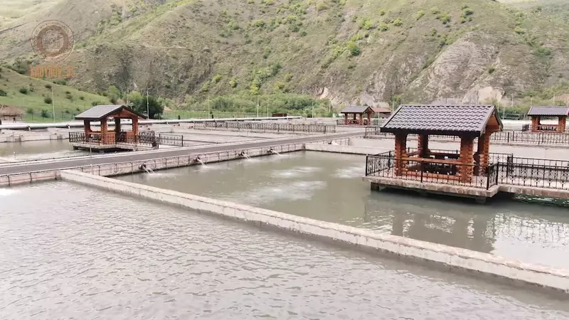 Изображение №2 для статьи «рыбоводство: В Итум Калинском районе Чеченской Республики открыли крупное рыбное хозяйство»