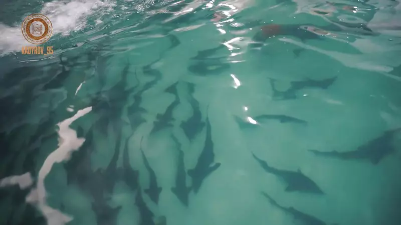 Фото 5 для статьи «В Итум Калинском районе Чеченской Республики открыли крупное рыбное хозяйство»