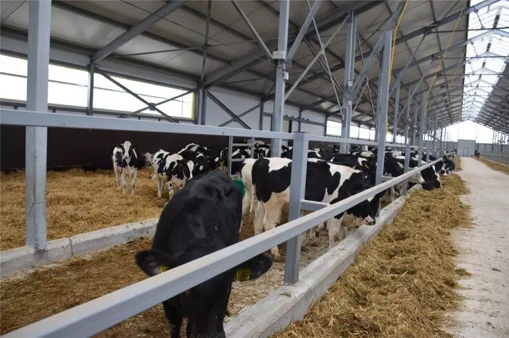 СХПК Коминтерн открыл новый телятник на 500 голов