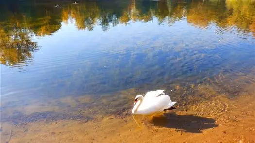 Изображение 11 для публикации «Отечественный биопрепарат для борьбы с сине зелеными водорослями в водохранилищах»