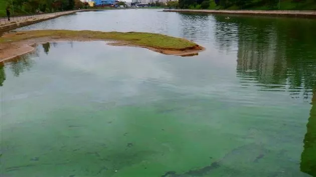 Иллюстрация #3 для «биологическая очистка водоемов: Отечественный биопрепарат для борьбы с сине зелеными водорослями в водохранилищах»