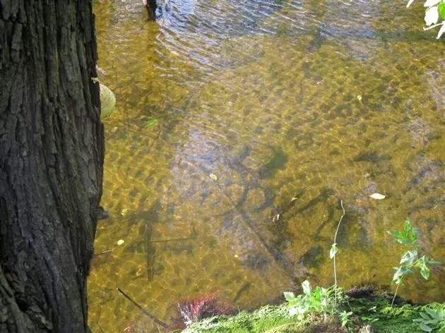 Фото #14 для новости «Отечественный биопрепарат для борьбы с сине зелеными водорослями в водохранилищах»