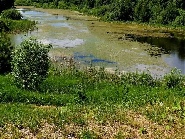 Фото №9 для «Отечественный биопрепарат для борьбы с сине зелеными водорослями в водохранилищах»