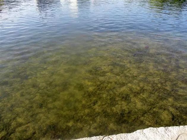 Иллюстрация №12 для поста «Отечественный биопрепарат для борьбы с сине зелеными водорослями в водохранилищах»