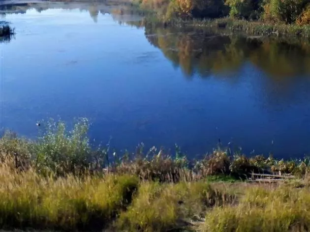 Фото №10 для поста «Отечественный биопрепарат для борьбы с сине зелеными водорослями в водохранилищах»