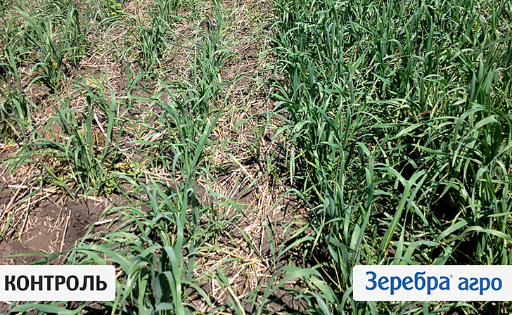 Участок поля яровой пшеницы КФК «Люфт» в Омской области обработанный «Зеребра Агро»