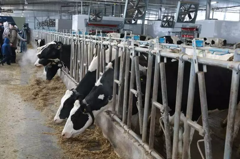 АО Ваганово запустило роботизированный комплекс по производству молока