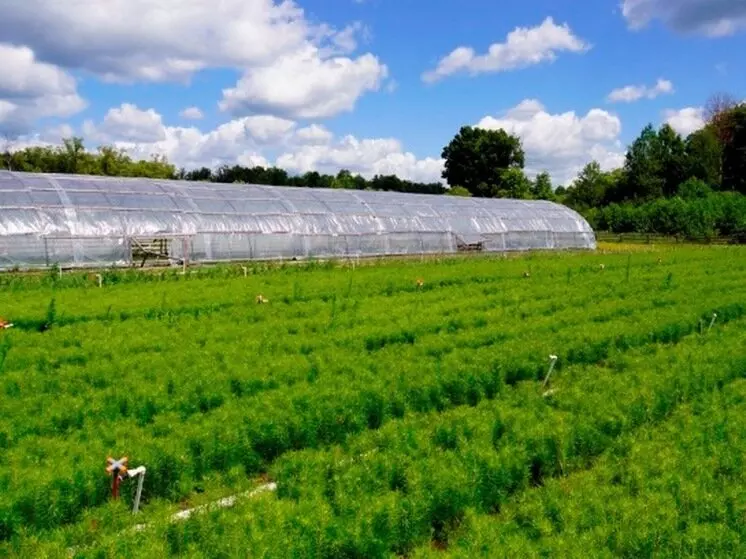 В Тамбовской области открыли новую теплицу для сосен