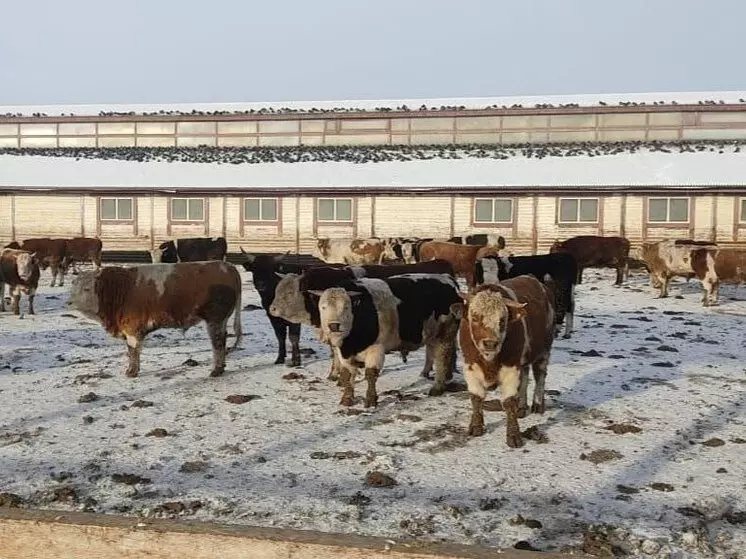 В Иркутской области открылась откормочная площадка на 500 голов КРС