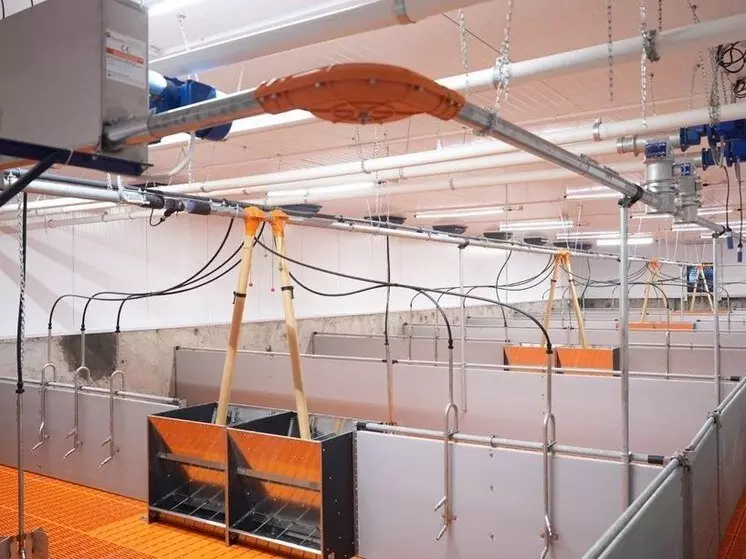 Новый свиноводческий комплекс открылся в Вологодской области