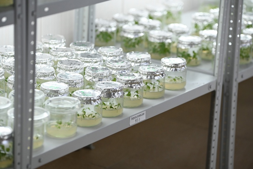 Выращивание саженцев методом микроклонального размножения растений