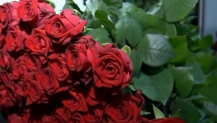 Розы вне политики: за цветами лучше ехать не в Голландию, а в Мордовию