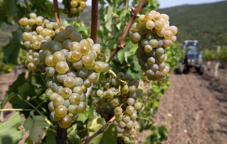 В Дагестане в этом году заложили 554,3 га молодых виноградников