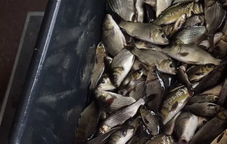 В Челябинске выпустили в Шершнёвское водохранилище 400 тысяч сазанчиков