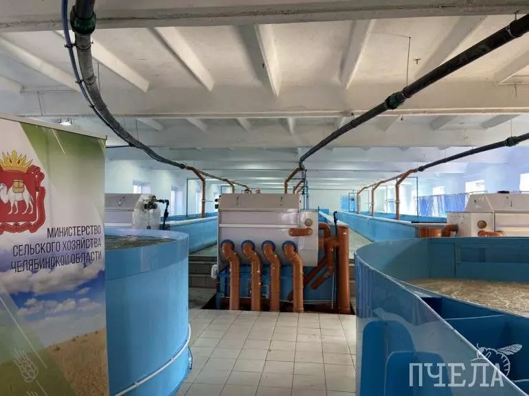 Изображение #3 для поста «Кунашак: В Челябинской области открыли новую форелевую ферму»
