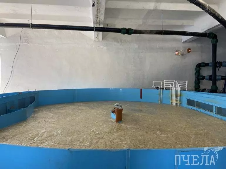 Фото №2 для новости «Челябинская область: В Челябинской области открыли новую форелевую ферму»