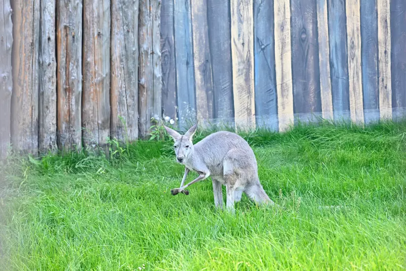 Изображение #5 для статьи «В Перми открыт новый зоопарк»
