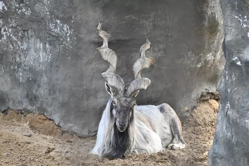 Картинка 6 для поста «В Перми открыт новый зоопарк»