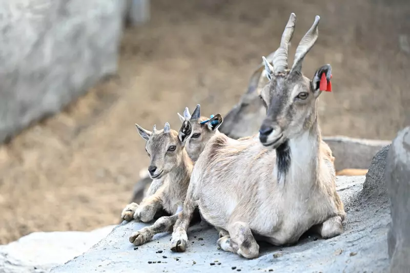 Картинка №3 для публикации «зоопарк: В Перми открыт новый зоопарк»