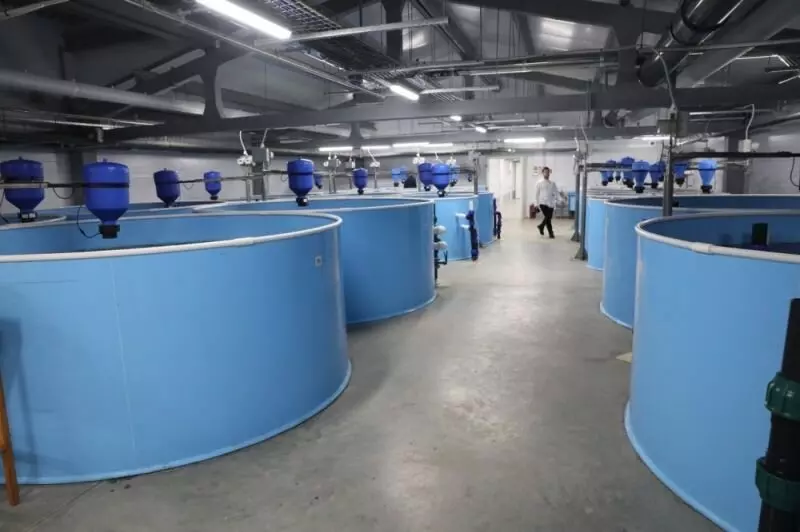 Фото №2 для «Рыбоводство: Крупная рыбная ферма начала работу в Рыбинском районе Ярославской области»